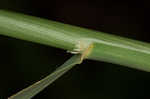 Tall oatgrass